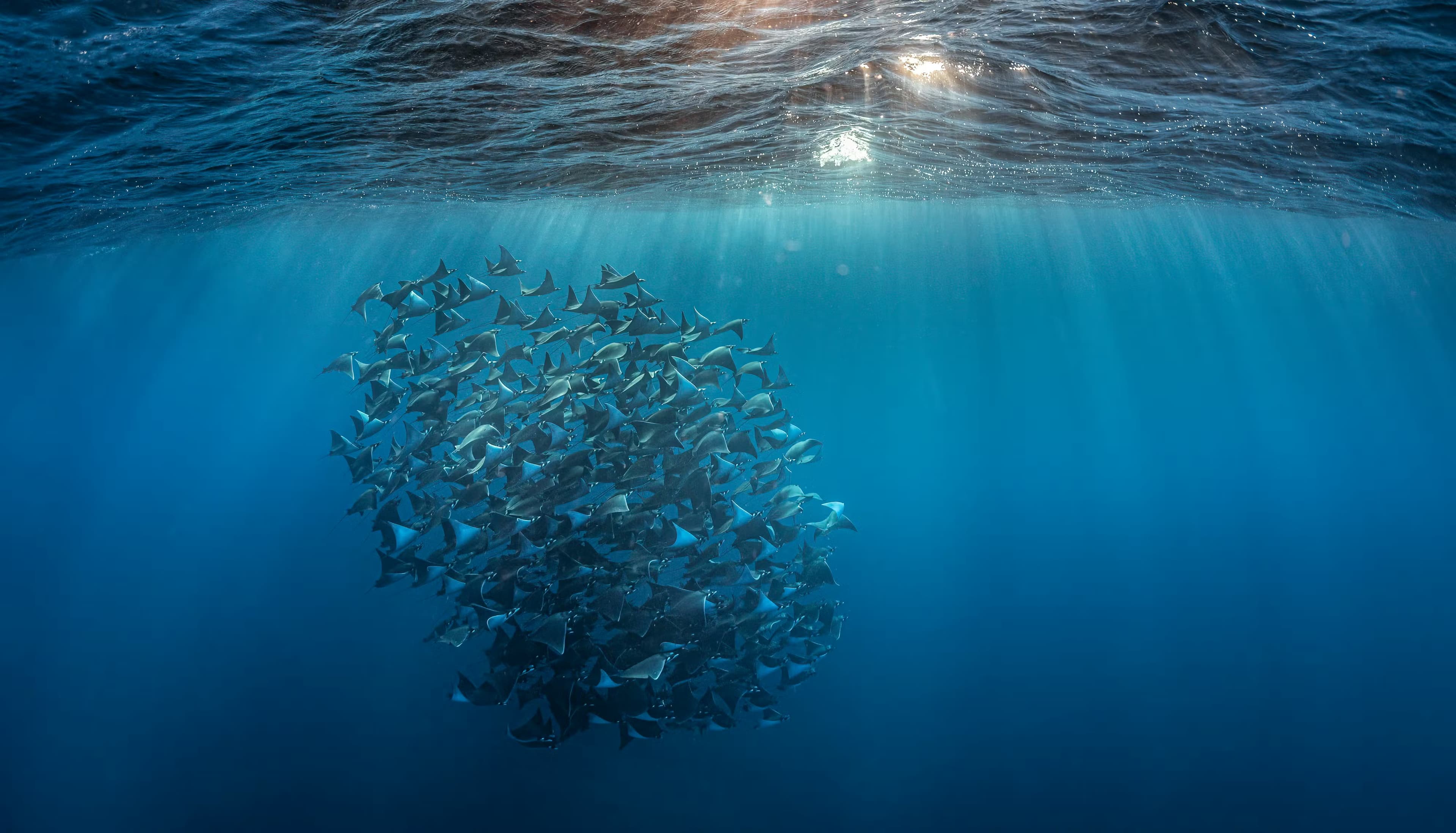 Ocean — photo by Lars von Ritter Zahony, Ocean Image Bank