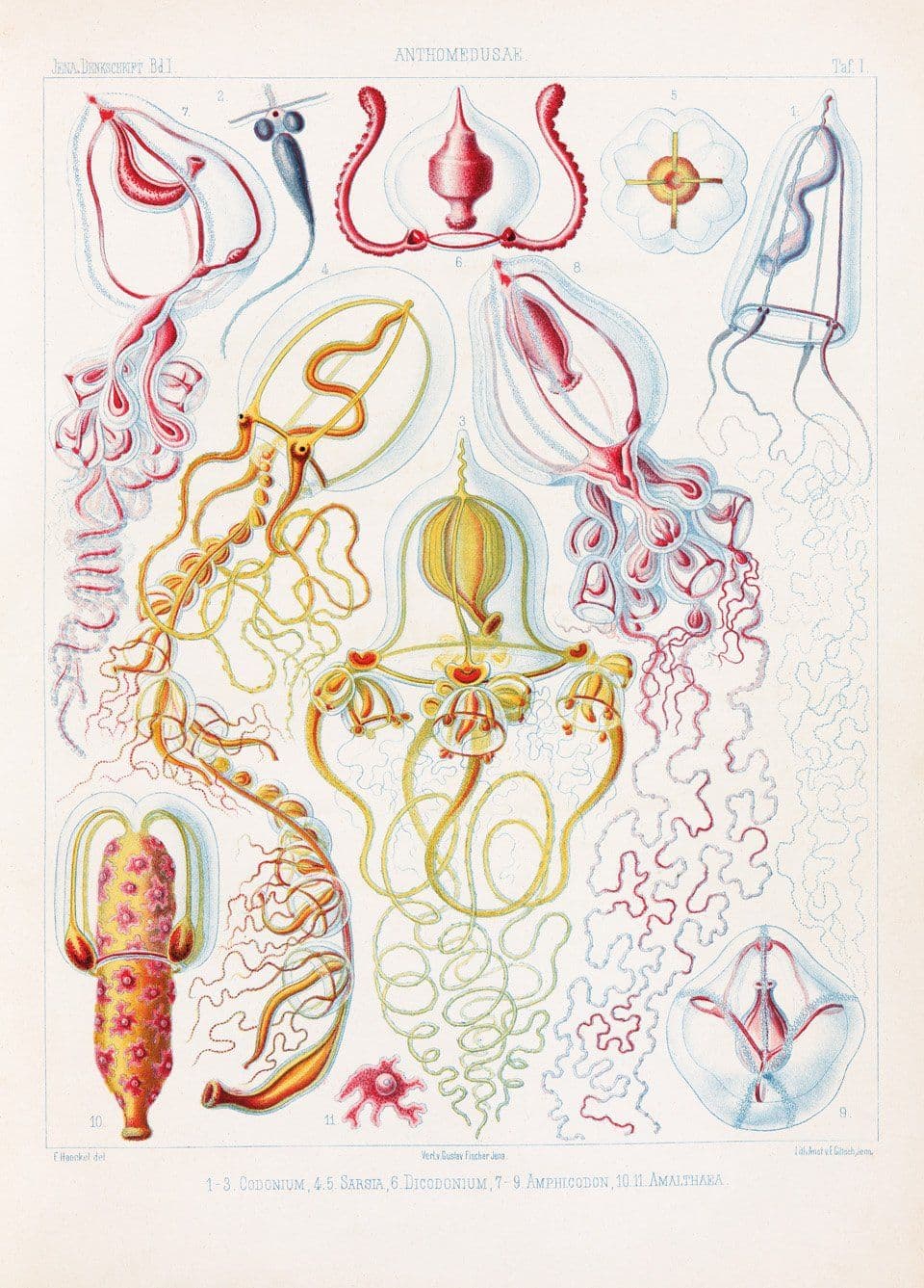 Monograph on the Medusae, 1879, plate 1