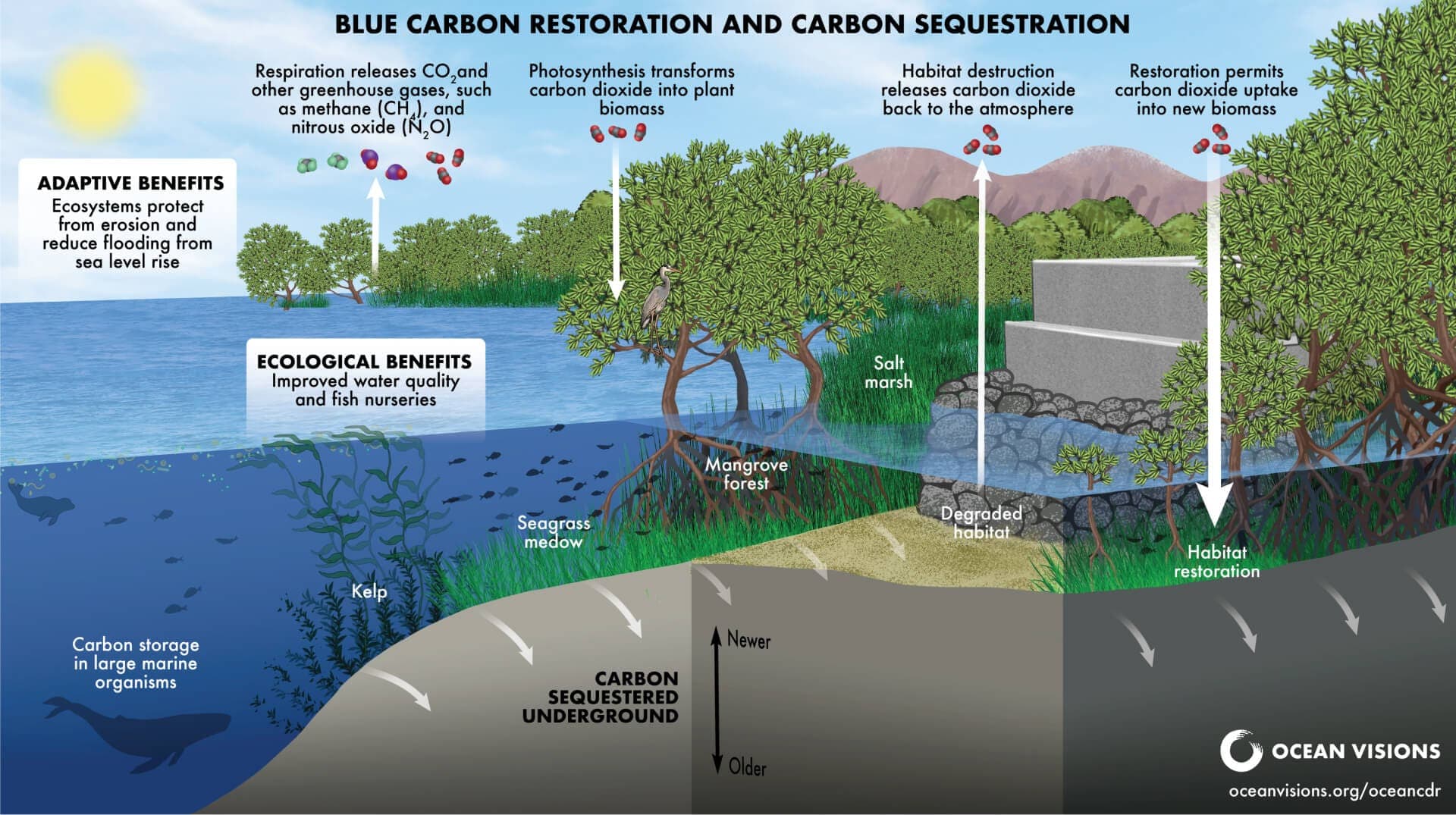 Ocean Visions blue carbon restoration roadmap