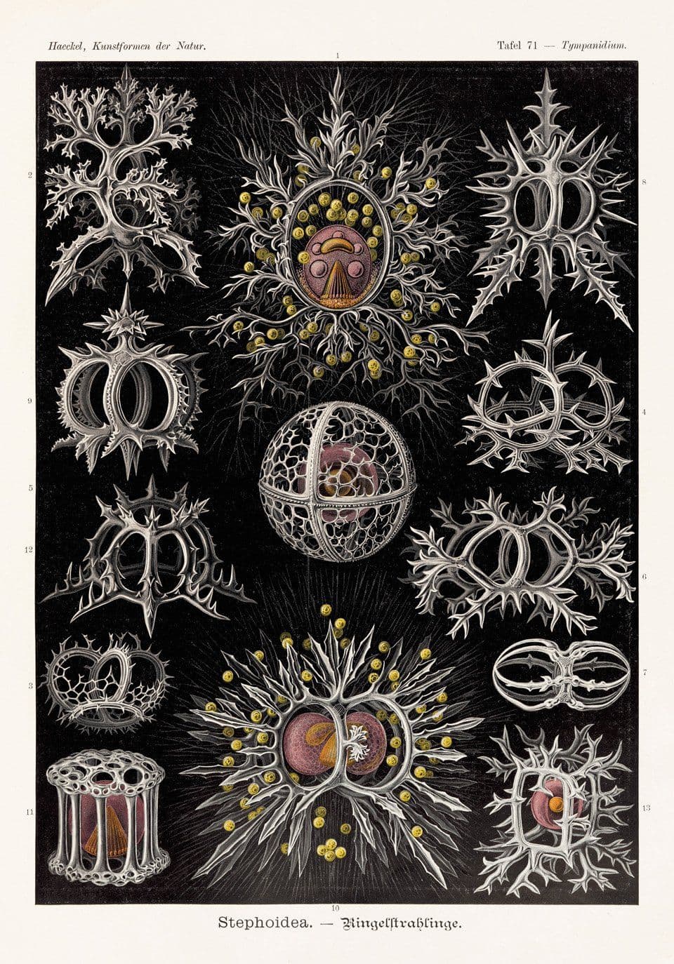 Radiolarians from Art Forms in Nature by Ernst Haeckel